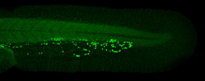 RBM14 Antibody