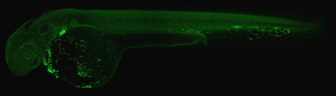 RBM14 Antibody