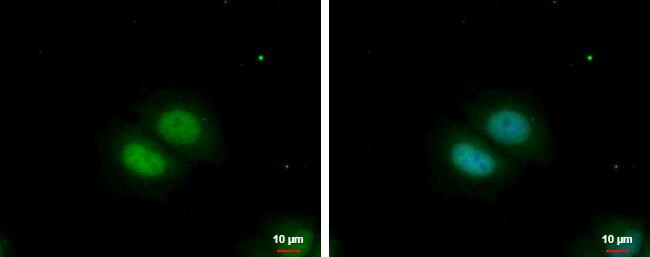 RBM22 Antibody - BSA Free