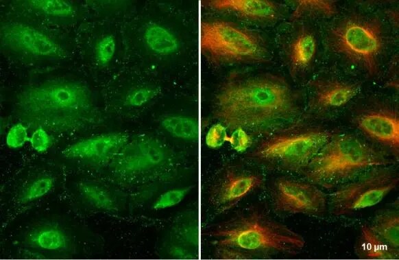 RBPMS Antibody