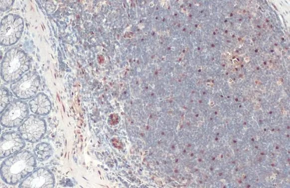 RBPMS Antibody