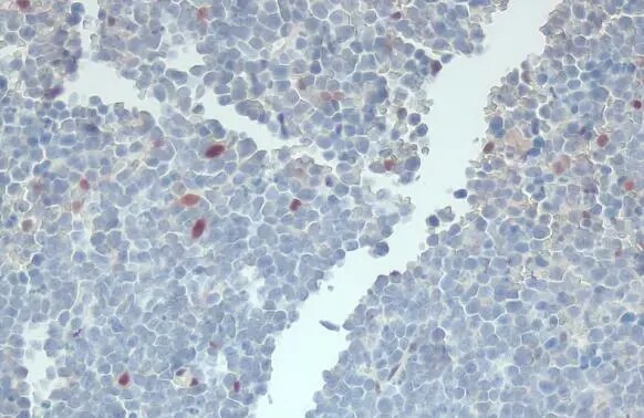 RBPMS Antibody