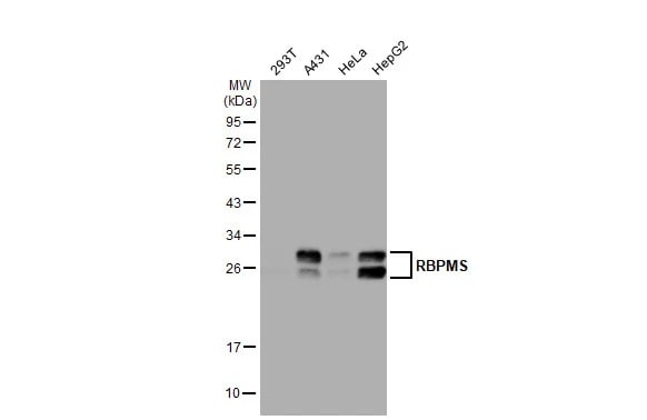 RBPMS Antibody
