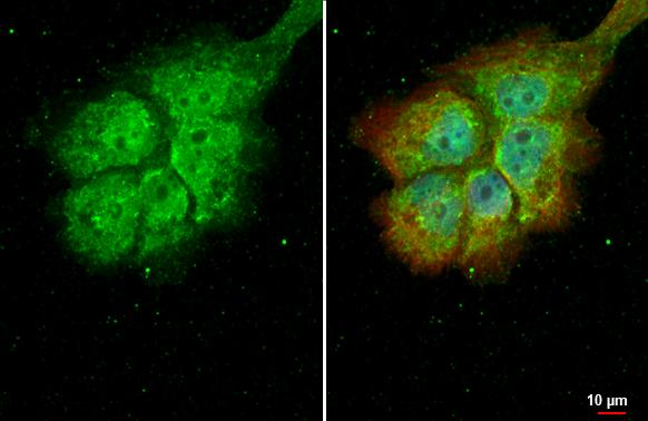 RBPMS Antibody - BSA Free