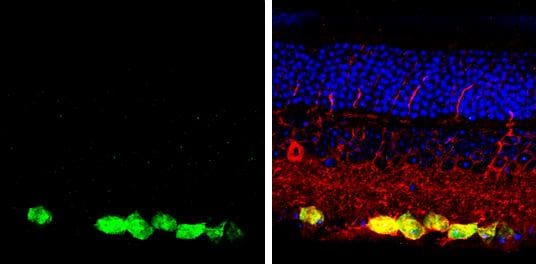 RBPMS Antibody - BSA Free