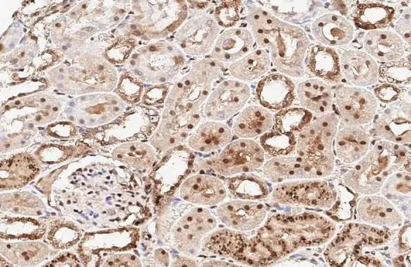 RBPMS Antibody - BSA Free