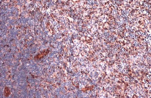 RBPMS Antibody - BSA Free