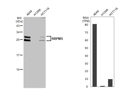 RBPMS Antibody - BSA Free