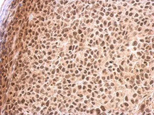 RED Antibody - BSA Free