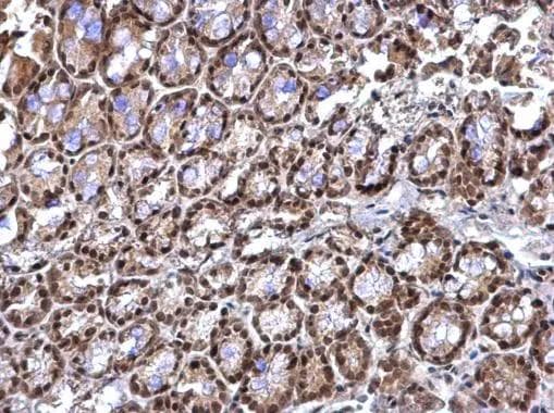 RED Antibody - BSA Free