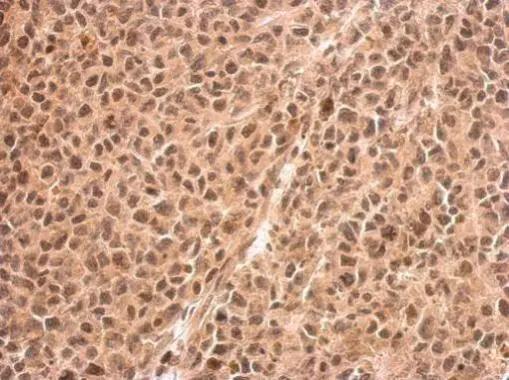 RED Antibody - BSA Free
