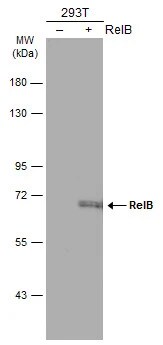 RelB Antibody