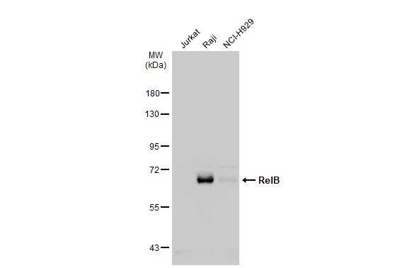RelB Antibody