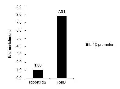 RelB Antibody