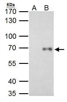 RelB Antibody
