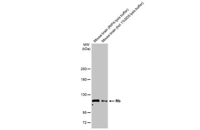 RB1 Antibody - BSA Free