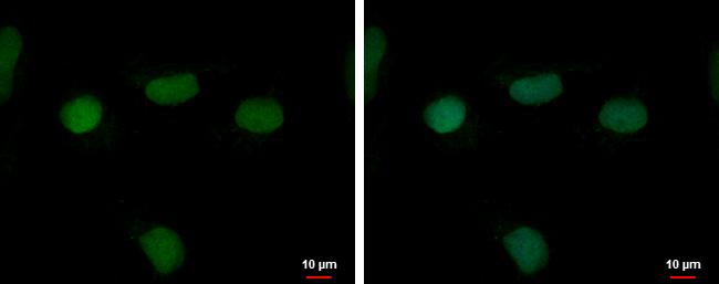 RFPL4B Antibody