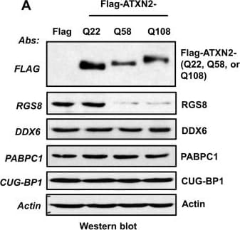 RGS8 Antibody