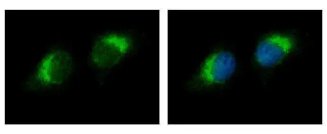 Ribonuclease A Antibody