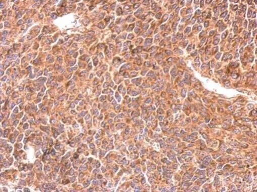 Rit1 Antibody