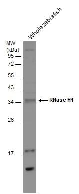 RNase H1 Antibody - BSA Free