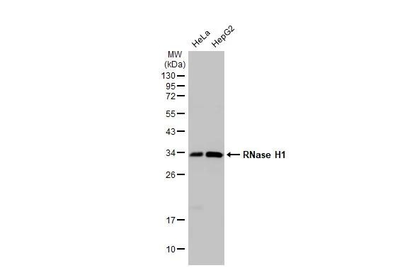 RNase H1 Antibody - BSA Free