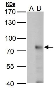 RNF168 Antibody