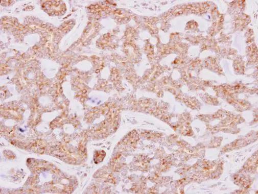 RPL15 Antibody
