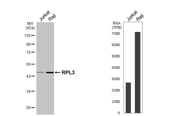 RPL3 Antibody - BSA Free