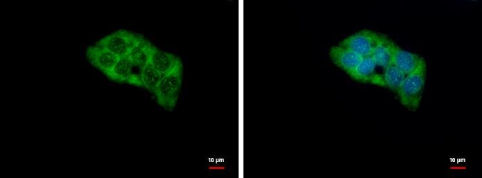 RPL4 Antibody