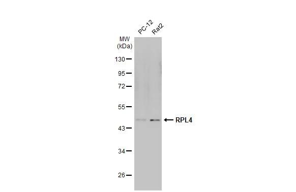 RPL4 Antibody
