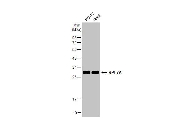 RPL7A Antibody - BSA Free