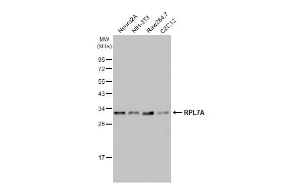 RPL7A Antibody - BSA Free