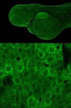RPL9 Antibody