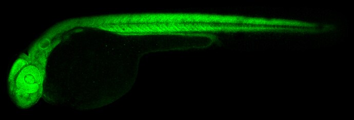 RPS15 Antibody
