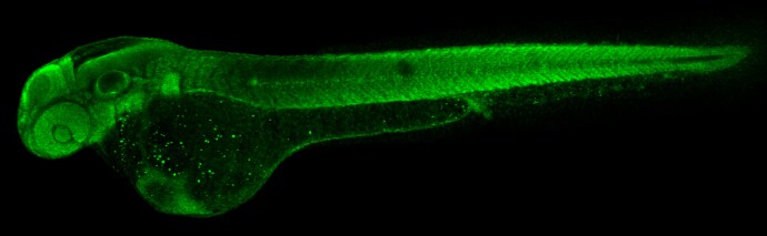 RPS15 Antibody