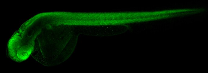 RPS15 Antibody