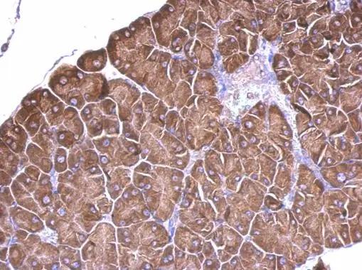 RPS15 Antibody - BSA Free