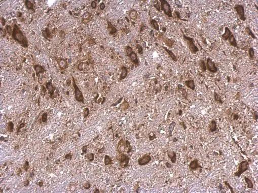 RPS15 Antibody - BSA Free
