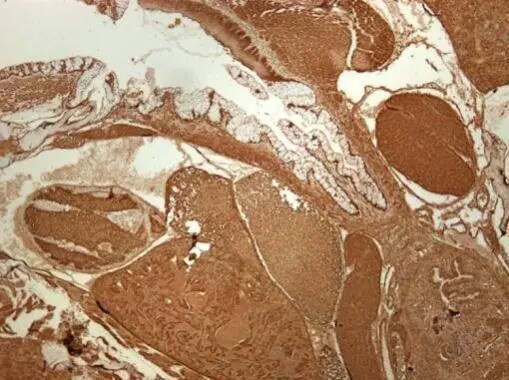 RPS3A Antibody
