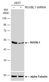 RUVBL1 Antibody