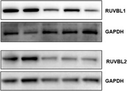 RUVBL1 Antibody