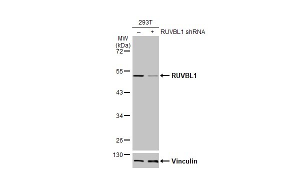 RUVBL1 Antibody