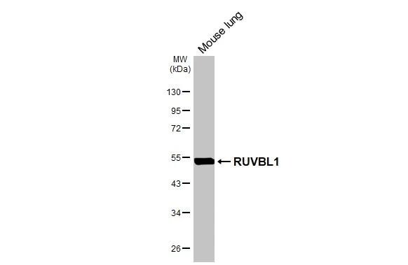 RUVBL1 Antibody