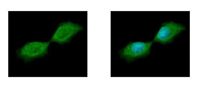 Septin-12 Antibody - BSA Free