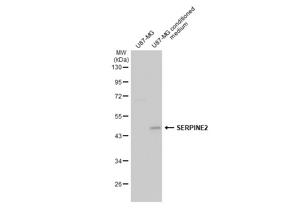 Serpin E2/PN1 Antibody