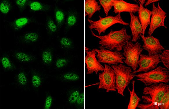 SETDB1 Antibody - BSA Free