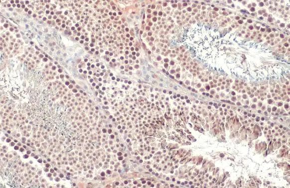 SETDB1 Antibody - BSA Free