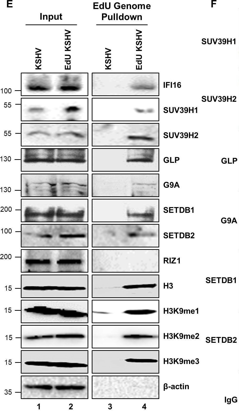 SETDB1 Antibody - BSA Free