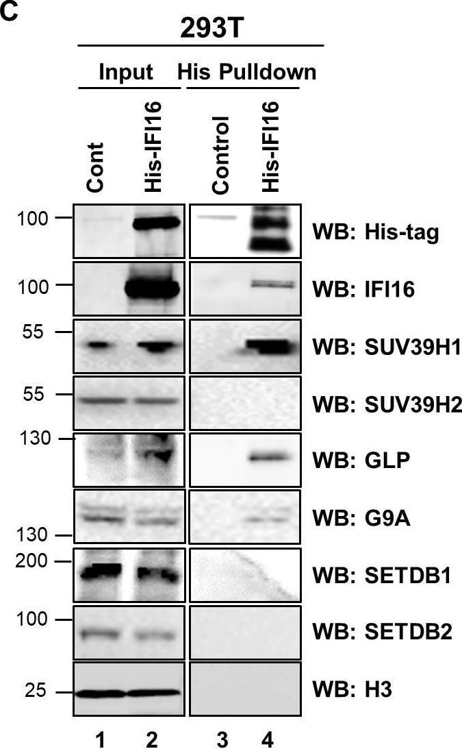 SETDB1 Antibody - BSA Free